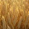 Wheat Seed Market