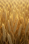 Wheat Seed Market