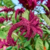 Amaranth Color Market