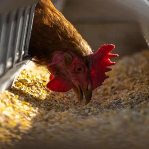 Animal Feed Probiotics Market