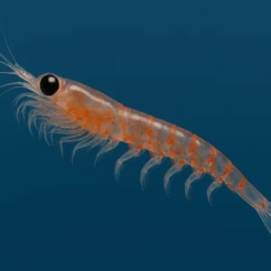 Antarctic Krill Market