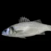 Sea Bass Market
